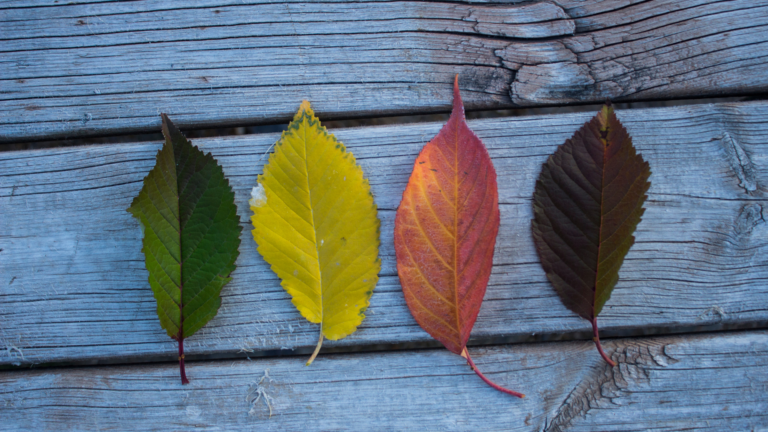 Four autumn leaves aligned on a weathered blue wooden surface: green, yellow, orange, and dark brown leaves.